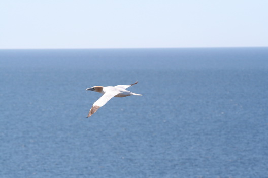 Bird cruising near Heimaey - 2008