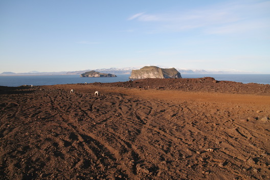 Pumice desert on Heimaey - 2008