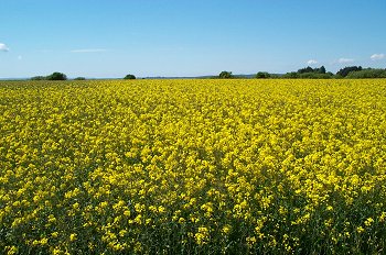 A rape field near Gjøl.