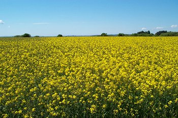 A rape field near Gjl.