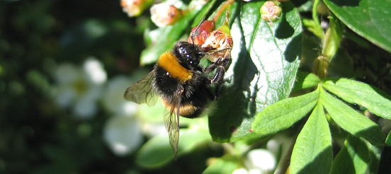 Bumblebee taken at Spangsbjergparken, Esbjerg